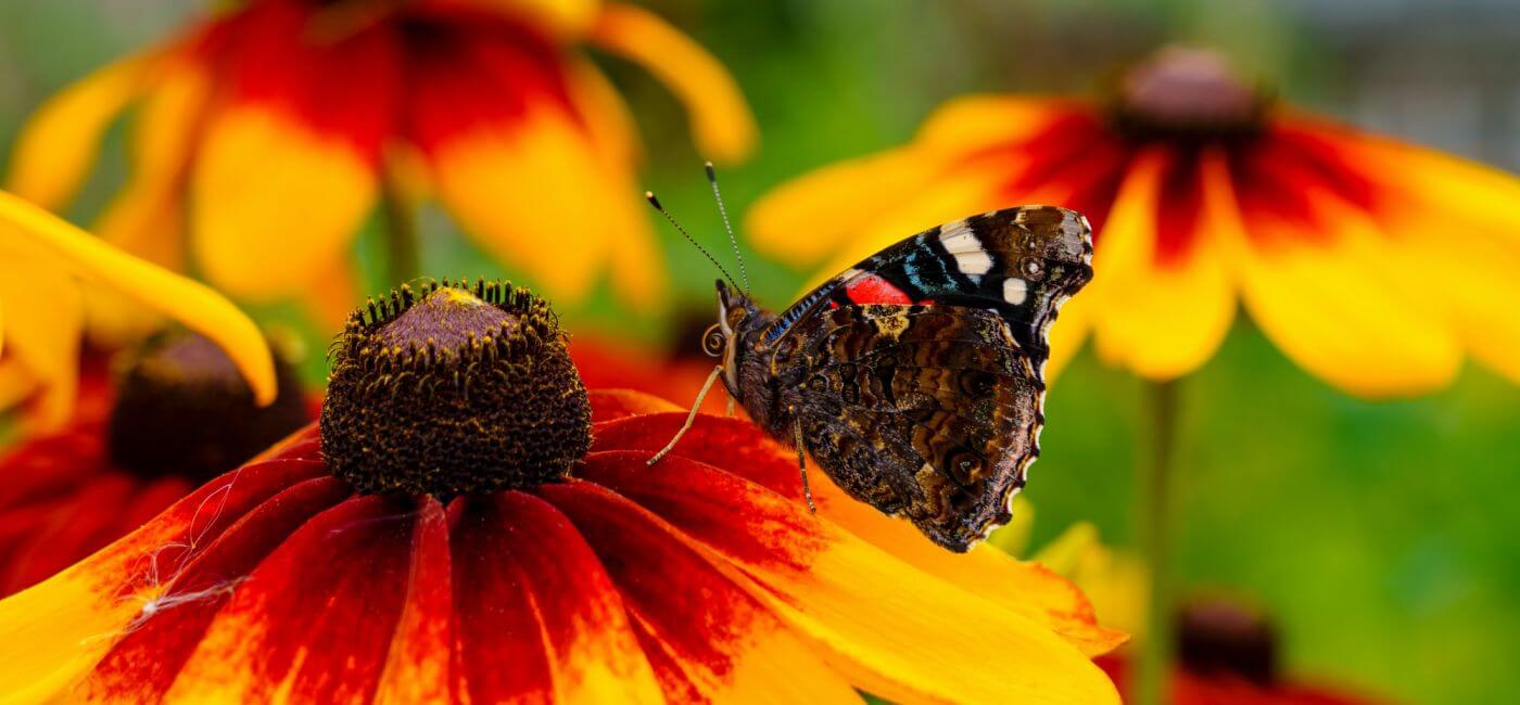 rudbekia