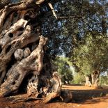 Pnie drzew oliwnych są sękate i poskręcane