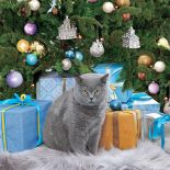 Kot Otis już jest gotowy na rozpakowanie prezentów.