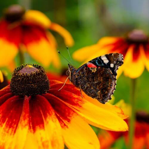 rudbekia