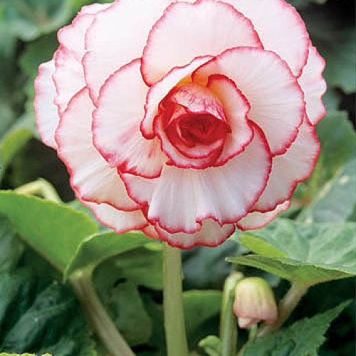 Begonia Mardi Gras. Begonia - królowa zimy