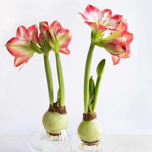 Amarylis hippeastrum jak pielęgnować w domu