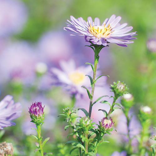 Aster nowobelgijski