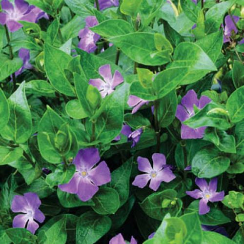 Barwinek większy - Vinca major. Barwinek – wielkanocny kobierzec