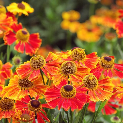 Dzielżan ogrodowy helenium