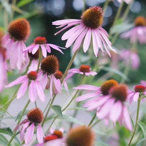 Jeżówka echinacea