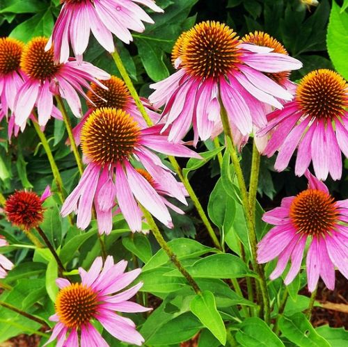 Jeżówka echinacea zdjęcia