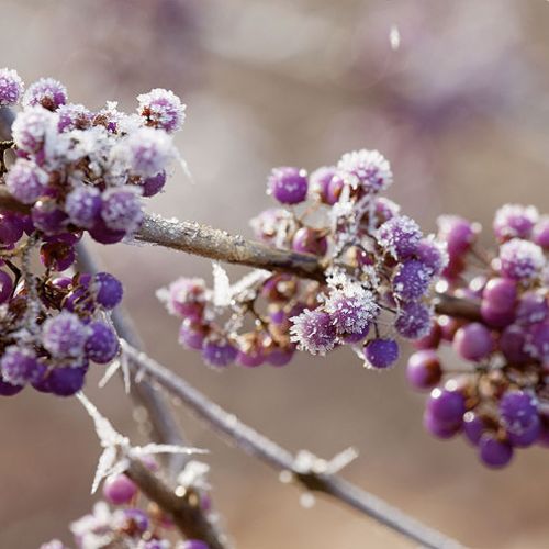 Pięknotka Bodiniera, odmiana ‘Profusion’