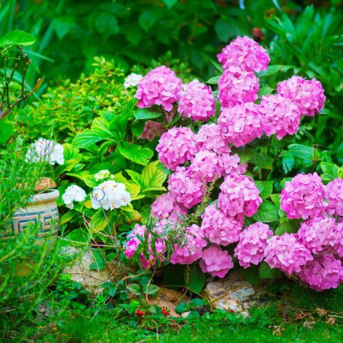 Hortensja ogrodowa Hydrangea macrophylla