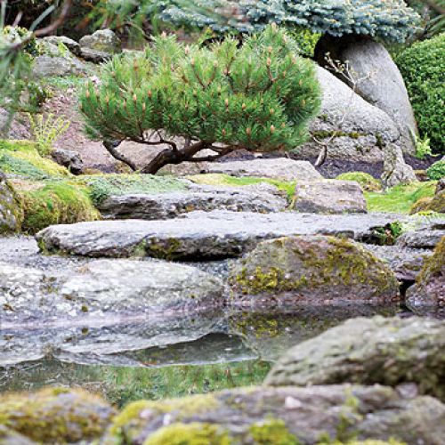 Japoński ogród niedaleko Kudowy-Zdrój. Najpiękniejsze drzewka bonsai w Polsce.