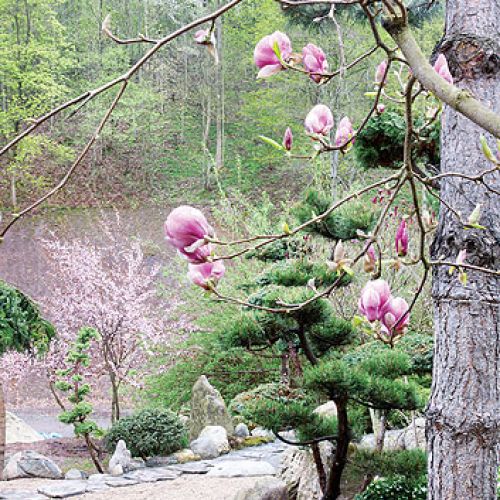 Japoński ogród niedaleko Kudowy-Zdrój. Najpiękniejsze drzewka bonsai w Polsce.