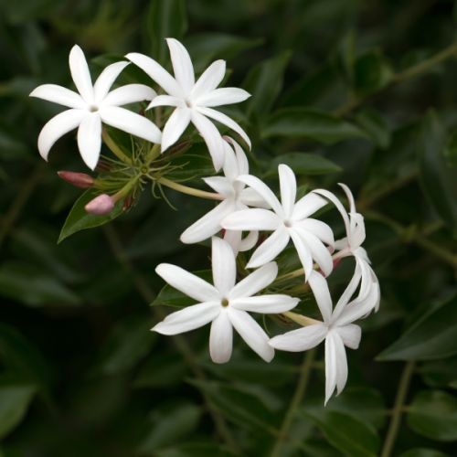 Jaśmin kwiecisty, inaczej wielokwiatowy (Jasminum polyanthum), to pnącze z rodziny oliwkowatych, czyli prawdziwych