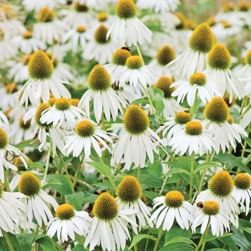 ECHINACEA PURPUREA ‘ALBA’.