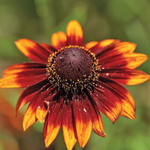 ECHINACEA HYBRID ‘SUMMERINA BROWN’