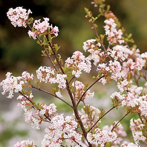 kalina wonna viburnum farreri