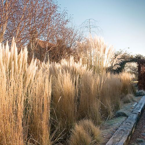 Kathy Brown s Garden. Ogród mrozem malowany