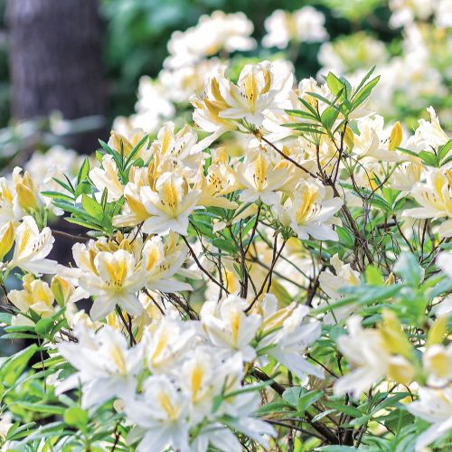 RODODENDRON WIELOKWIATOWY BIAŁY (RHODODENDRON ‘CUNNINGHAM’S WHITE’)