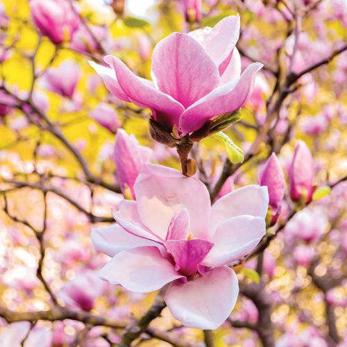 MAGNOLIA (MAGNOLIA VIRGINIANA). Kwitnące drzewa – które warto posadzić w ogrodzie?