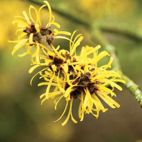 OCZAR CHIŃSKI (HAMAMELIS MOLLIS). Kwitnące drzewa – które warto posadzić w ogrodzie?