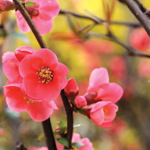 PIGWOWIEC (CHAENOMELES SPECIOSA). Kwitnące drzewa – które warto posadzić w ogrodzie?