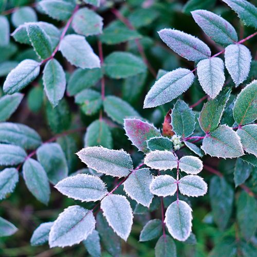 Mahonia, mahonia pospolita, mahonia roślina, mahonia, mahonia jak uprawiać, jak wygląda mahonia