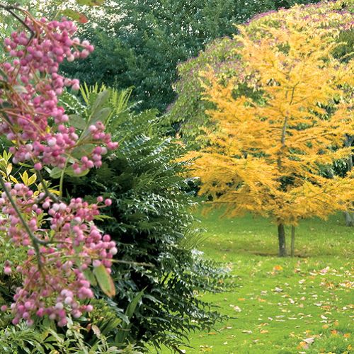 Na pierwszym planie chińska odmiana jarzębiny z różowymi jagodami. Dalej kłująca mahonia i modrzew. W