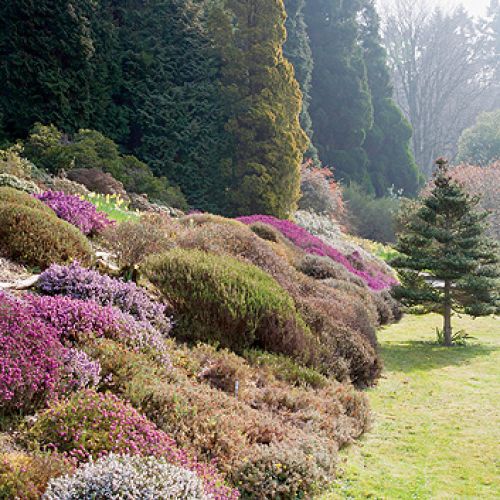 Ogród Sherwood oprócz magnolii i azalii słynie też z imponującej kolekcji wrzosów.