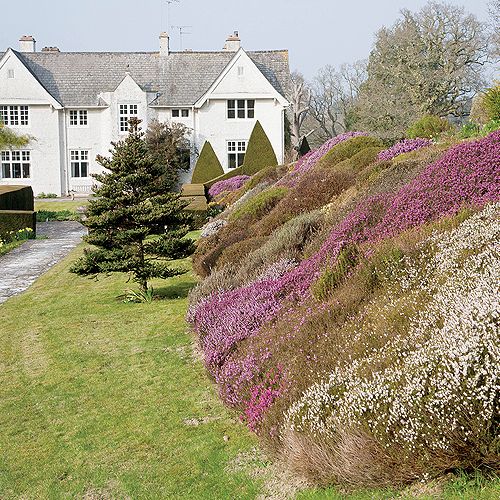 Ogród Sherwood oprócz magnolii i azalii słynie też z imponującej kolekcji wrzosów.