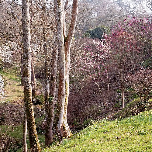 Ogród w Sherwood. Magnoliami wiosna się zaczyna