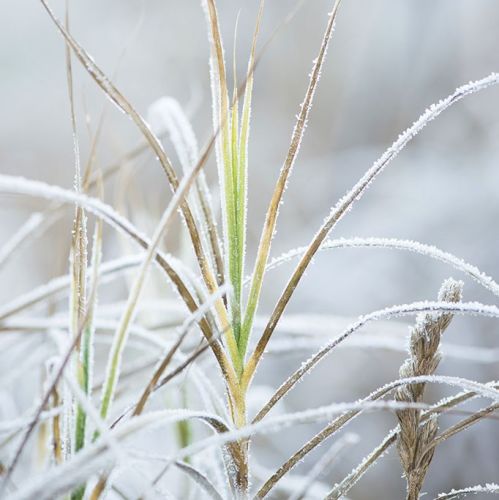 Zima w ogrodzie: Wisley pod Londynem