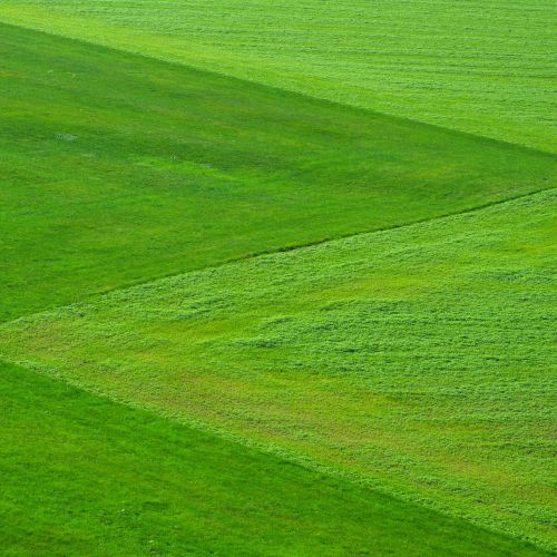 Takie połączenie dwóch rodzajów trawnika jest możliwe dzięki zastosowaniu trawy z rolki.