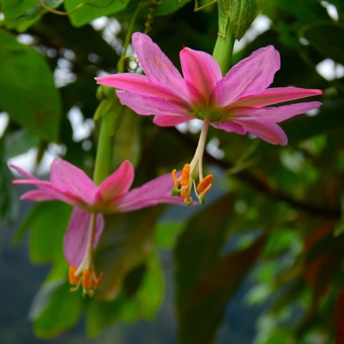 Passiflora kwiaty uprawa owoce