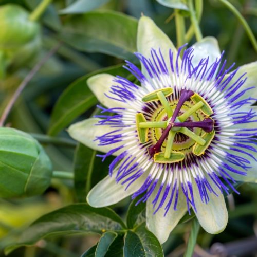 passiflora męczennica roślina