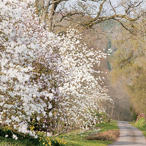 Przy wieździe do Sherwood rośnie olbrzymia magnolia Salicifolia. Jej liście i kora pachną cytrynami.