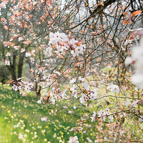 Przy wieździe do Sherwood rośnie olbrzymia magnolia Salicifolia. Jej liście i kora pachną cytrynami.