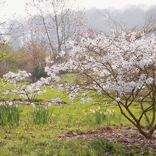 Przy wieździe do Sherwood rośnie olbrzymia magnolia Salicifolia. Jej liście i kora pachną cytrynami.