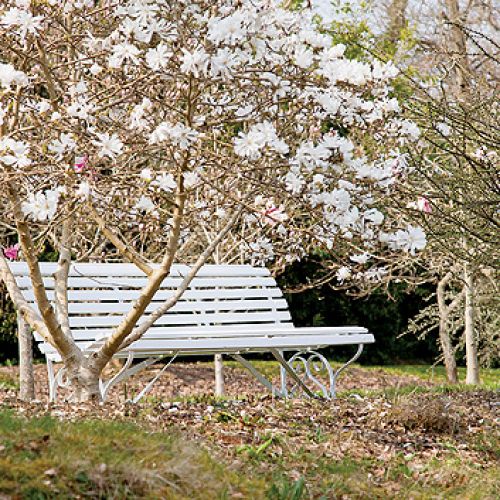 Przy wieździe do Sherwood rośnie olbrzymia magnolia Salicifolia. Jej liście i kora pachną cytrynami.