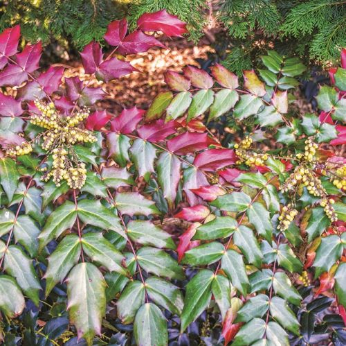 MAHONIA POSPOLITA. Rośliny zimozielone - które sadzić w ogrodzie?