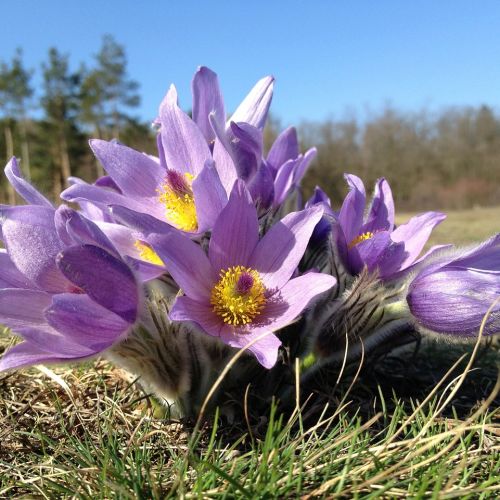 Sasanka zwyczajna (Pulsatilla vulgaris) najpiękniej wygląda, gdy rośnie w kępkach.