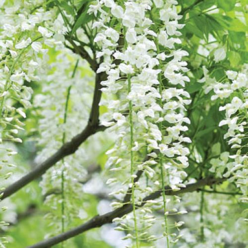 Wisteria chińska Alba. Wisteria - liliowy deszcz