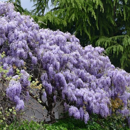 Wisteria, glicynia to przepięknie kwitnące pnącze. Potrafi być bardzo ekspansywne. Jak je uprawiać?