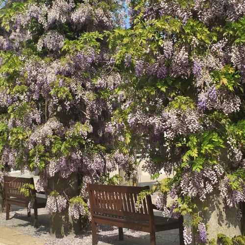 Wisteria, glicynia - przepięknie kwitnące pnącze