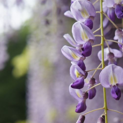 Wisteria, glicynia to przepięknie kwitnące pnącze. Potrafi być bardzo ekspansywne. Jak je uprawiać?