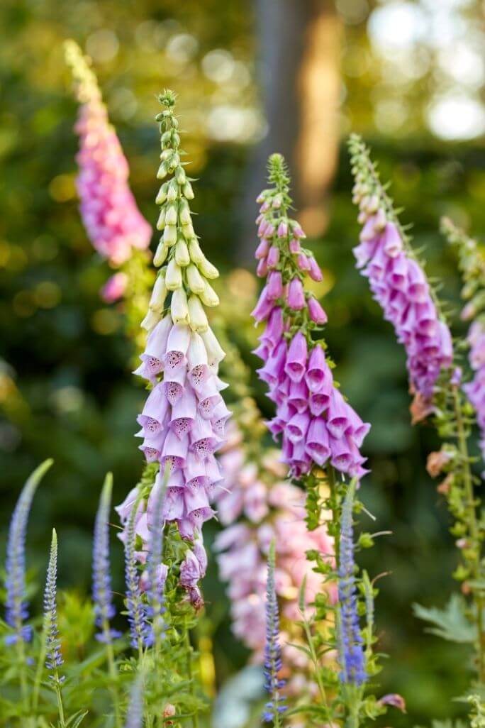 naparstnica purpurowa digitalis purpurea