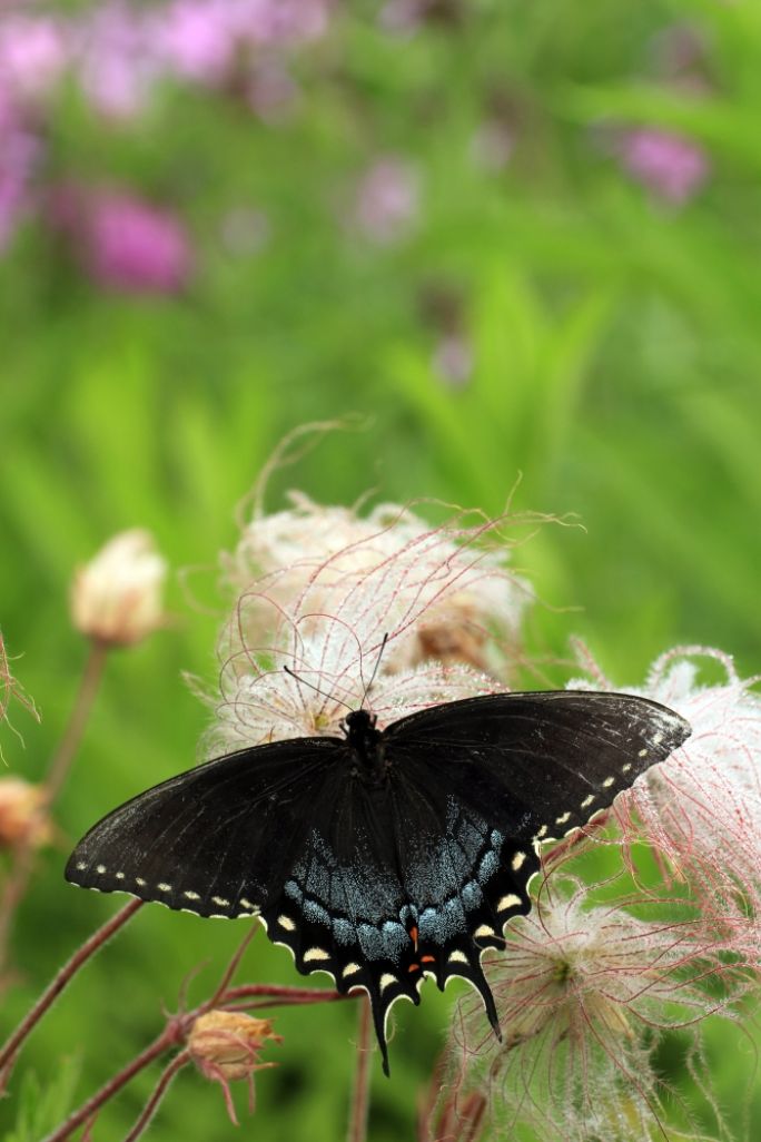 kuklik trójkwiatowy geum triflorum