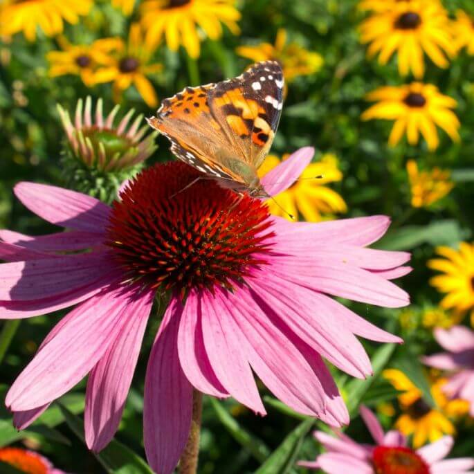 jeżówka echinacea