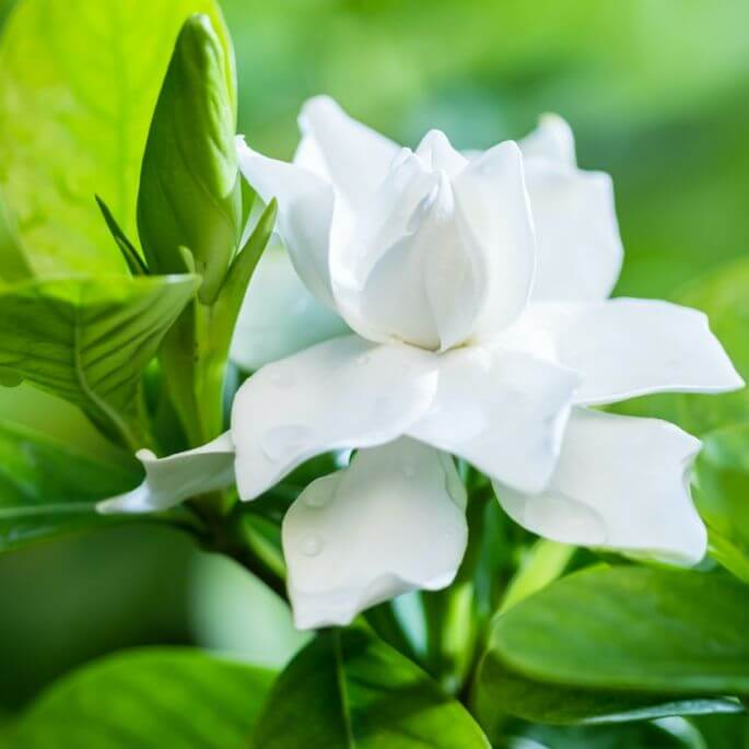 gardenia