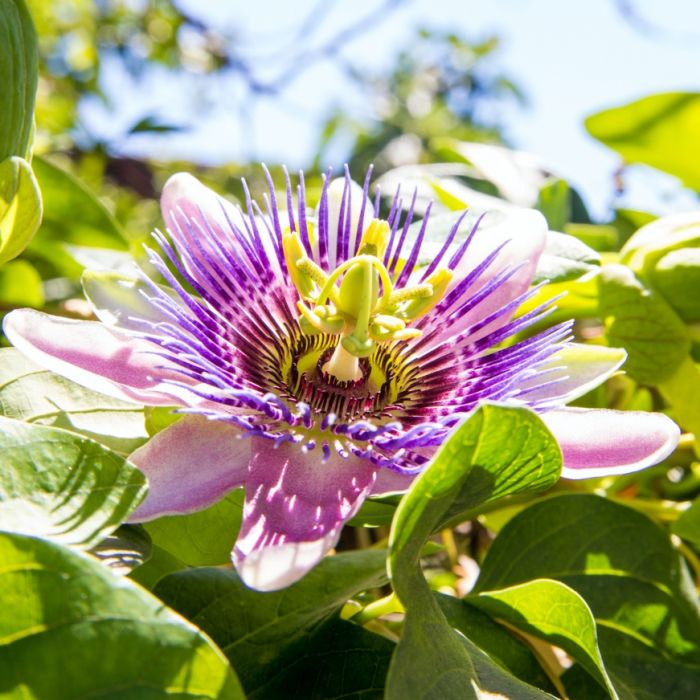 passiflora męczennica