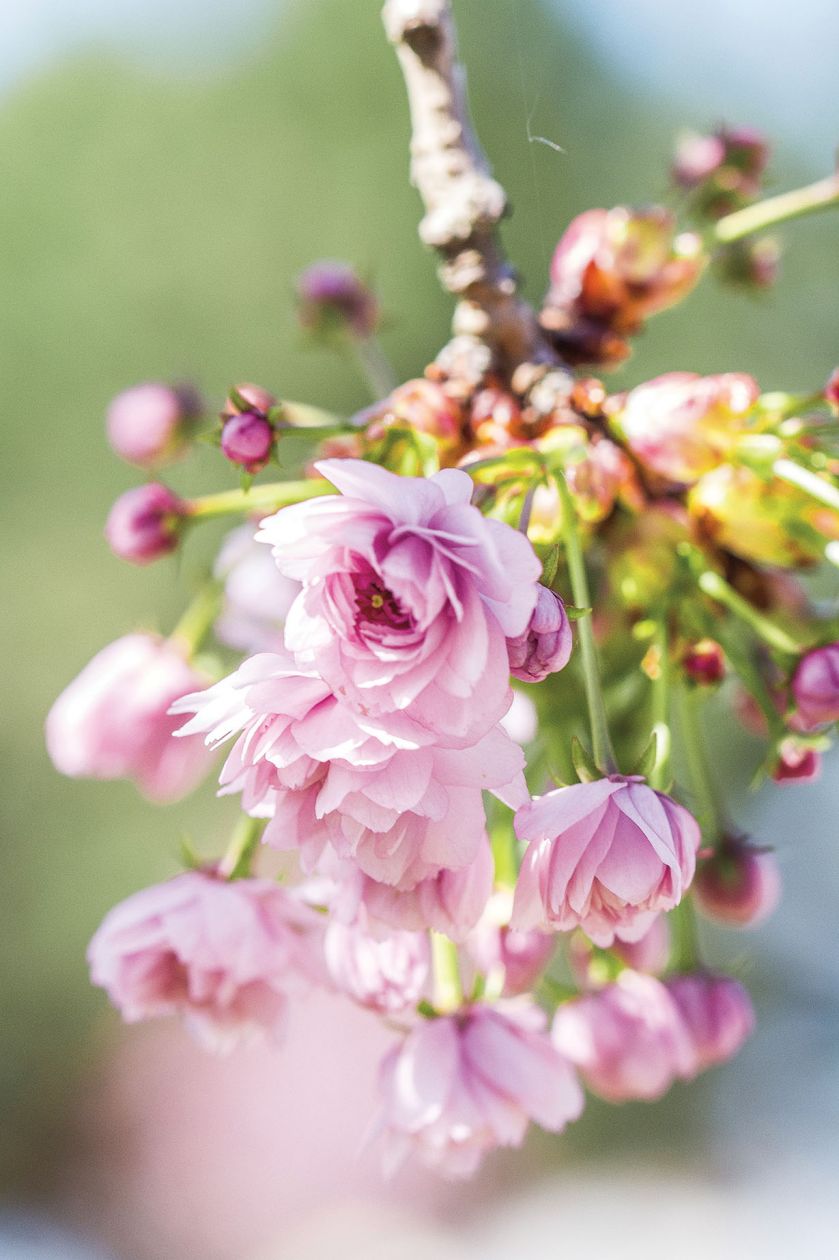 WIŚNIA RÓŻOWA (PRUNUS SUBHIRTELLA ‘PENDULA PLENA ROSEA’)