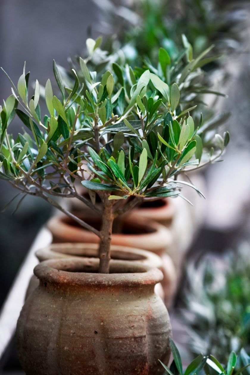 Oliwka - jak uprawiać drzewko oliwne?